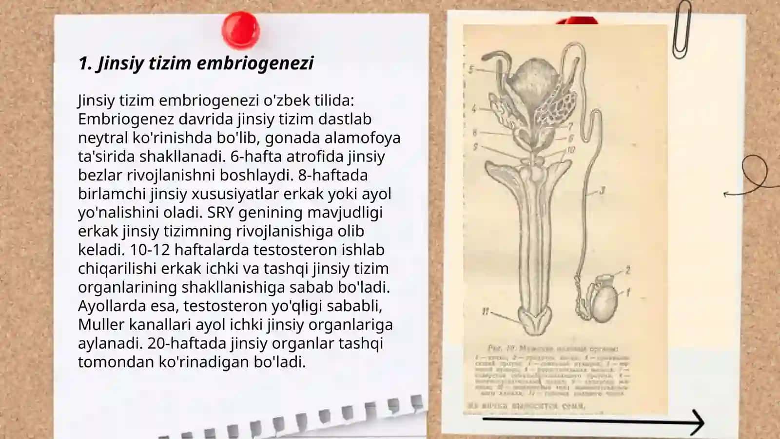 Jinsiy tizimning embriogenezi va unga ta'sir etuvchi omillar.Urug‘don endokrin faoliyatining endokrin boshqariluvi. Gemato testikulyar to‘sig‘ining gistofiziologiyasi.Gemato-ovarial to'siqning gistofiziologiyasi 3