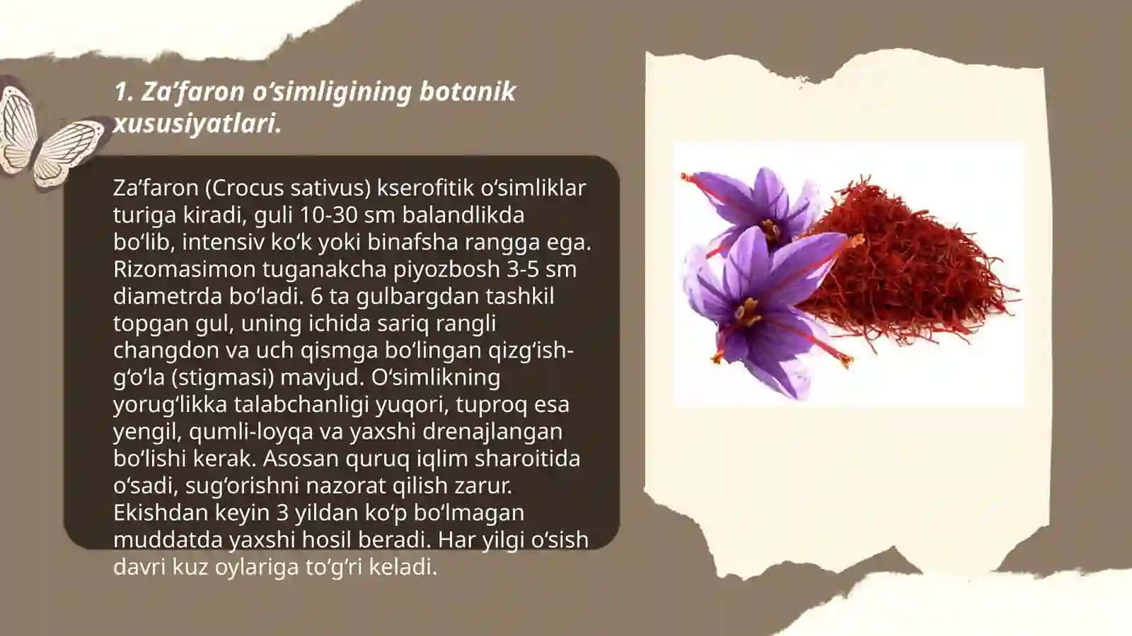 Za´faron o´simligining O´zbekiston sharoitidaplantatsiyalarini yaratish va uni tibbiyotdagi ahamiyatini o´rganish 3
