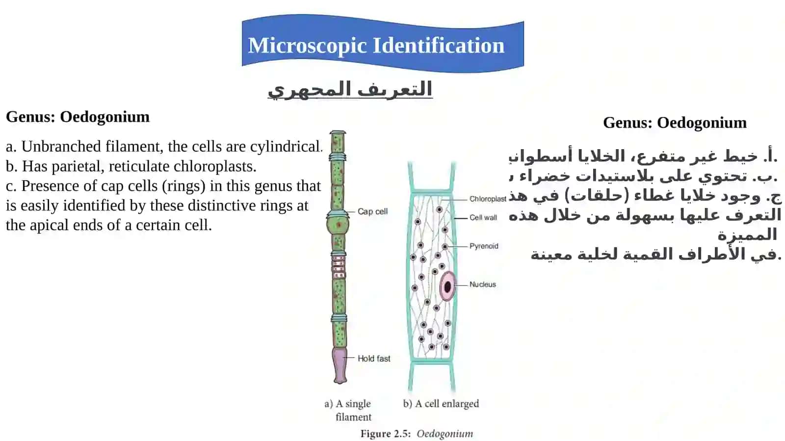 Practical Plant Groups Lab. 4 3