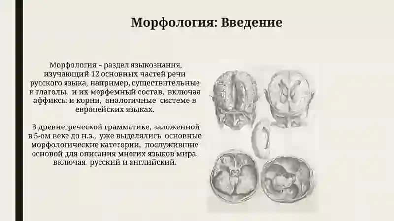 Морфология. Пояснения о частях речи 3