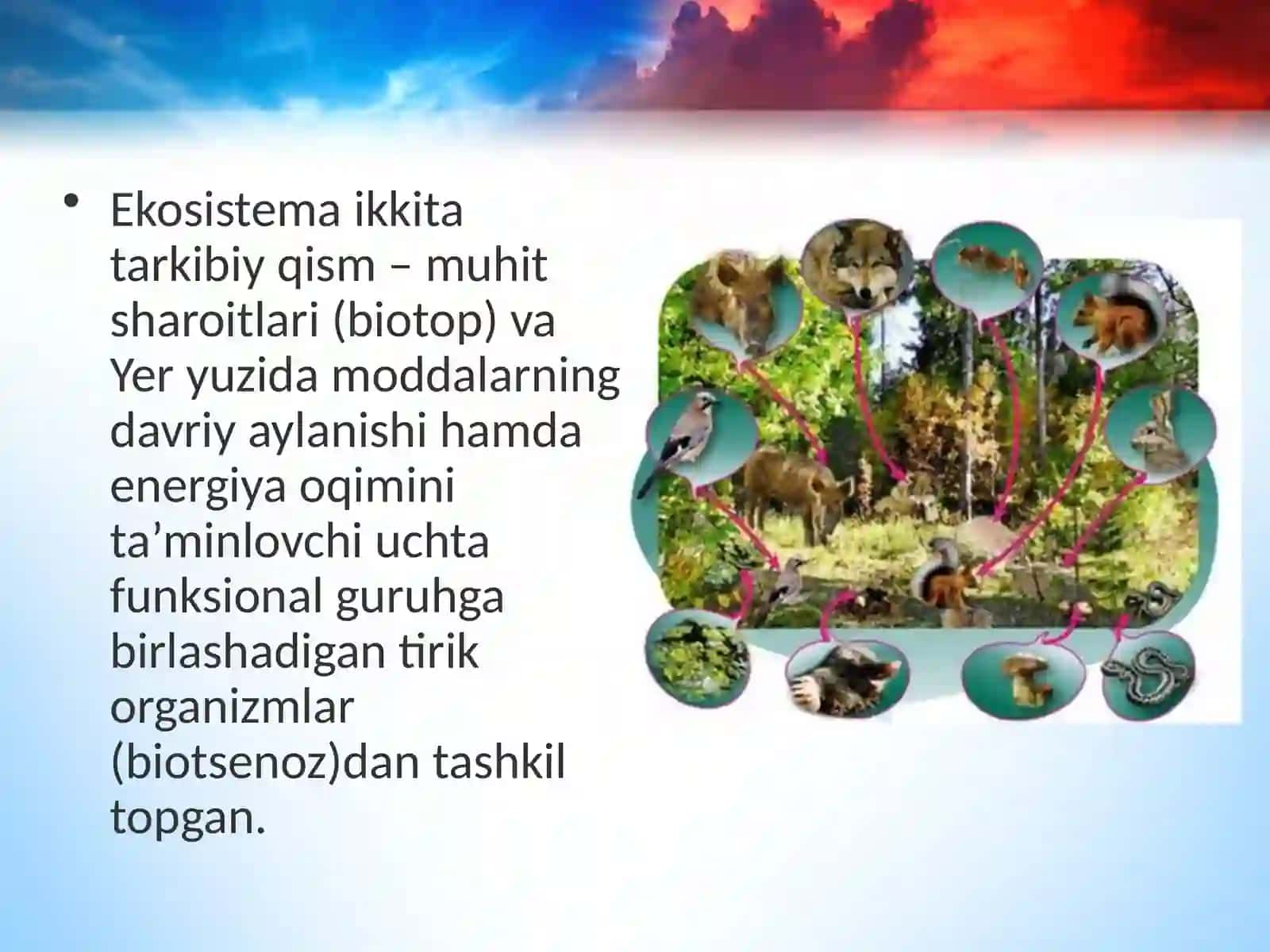 11-sinf Biologiya dars ishlanma. Ekosistemalarning tarkibiy qismlari 3