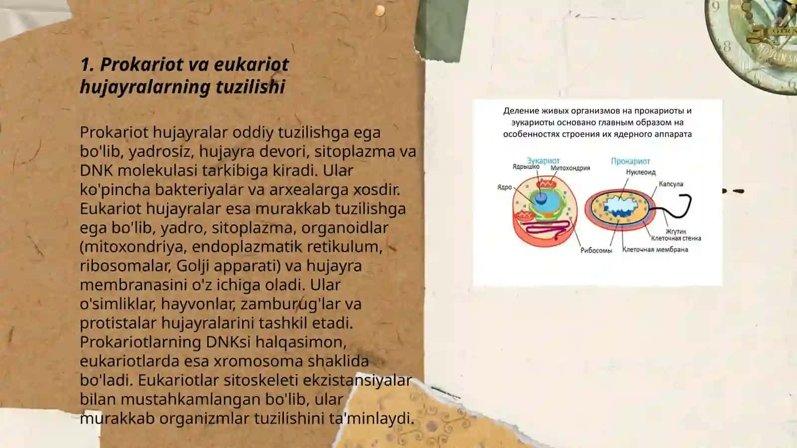 Prokariot,mezokariot va eykariot hujayralarni solishtirish 3