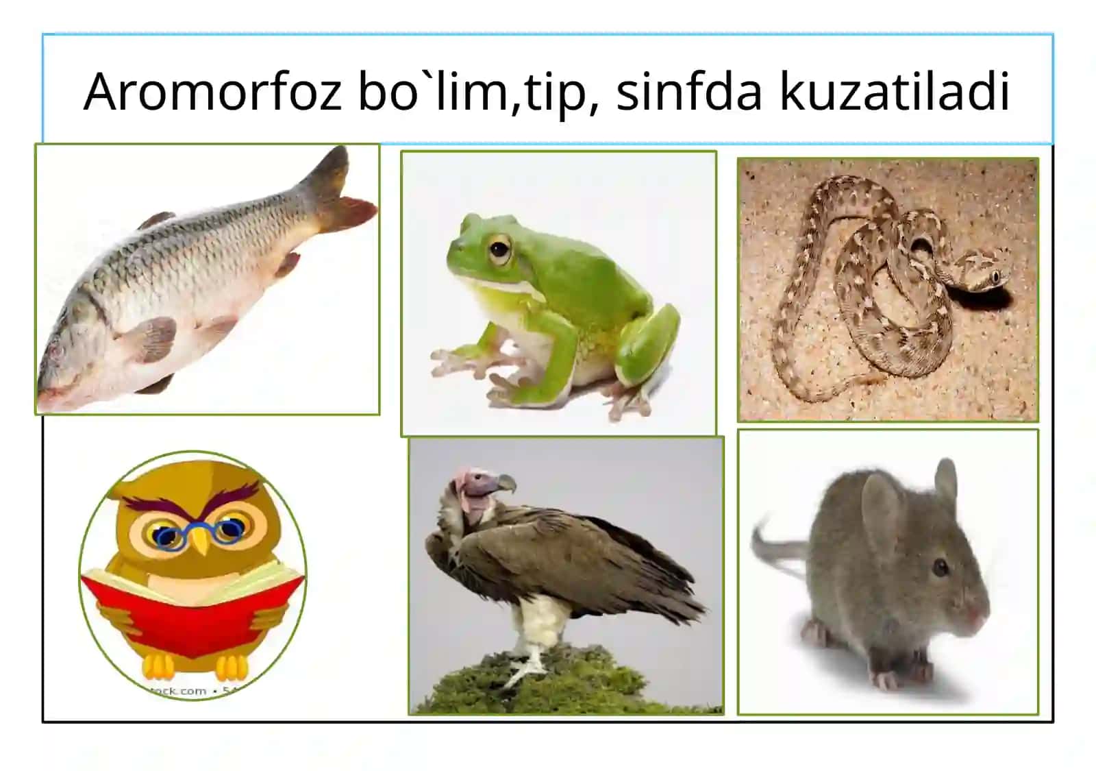 Umurtqa li hayvonlar misolida aromorfoz, idio adaptatsiyalar 3