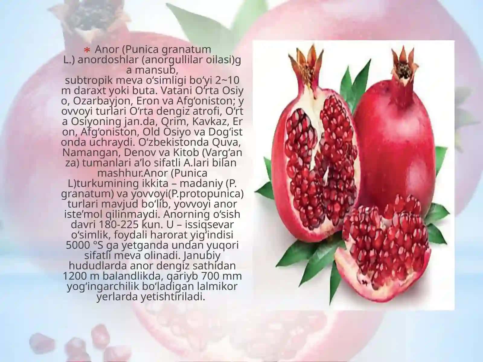 Anor (Punicagranatum) o’simligining biologiyasi va ko’chatchiligi 3