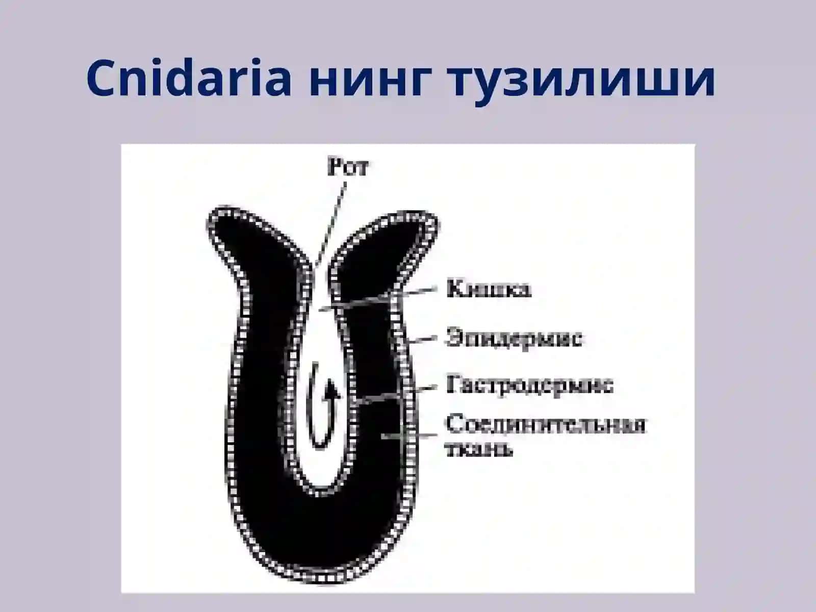 Eumetazoa (Ҳақиқий кўп ҳужайралилар). Тип Cnidaria (Бўшлиқичлилар) 3
