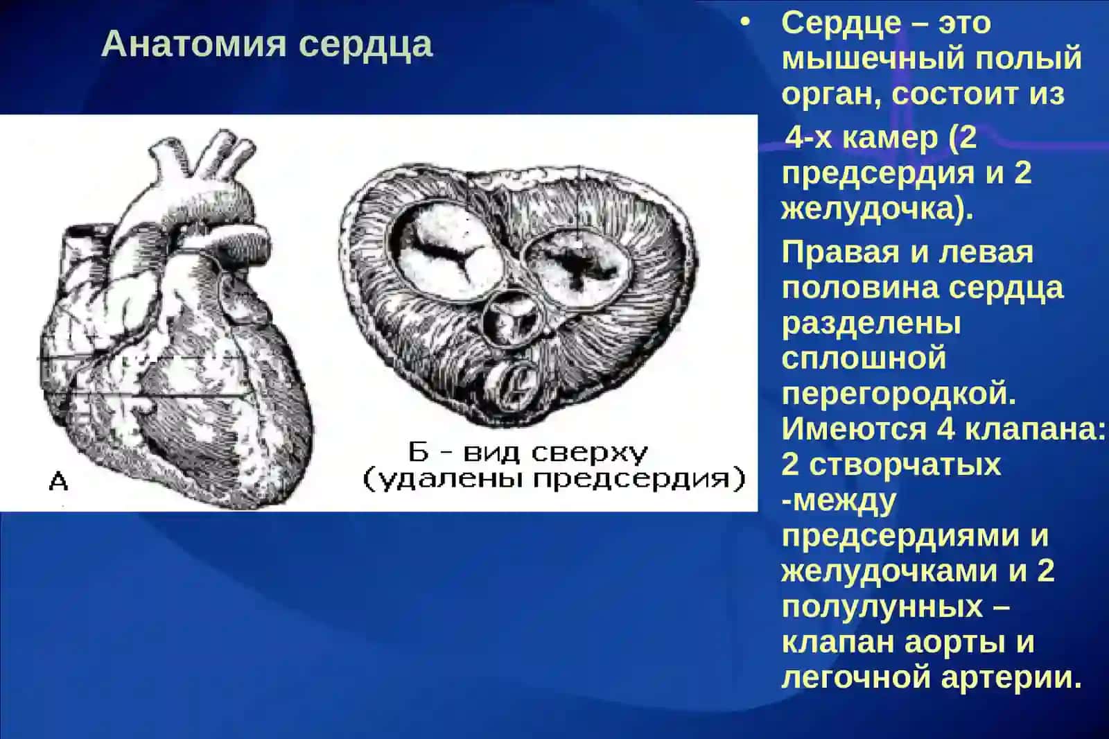 Физиологиясердца. Физиологические основы гемодинамики 3
