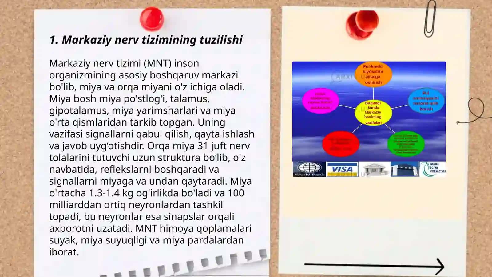 Markaziy Nerv Tizimi Fiziologiyasi 3
