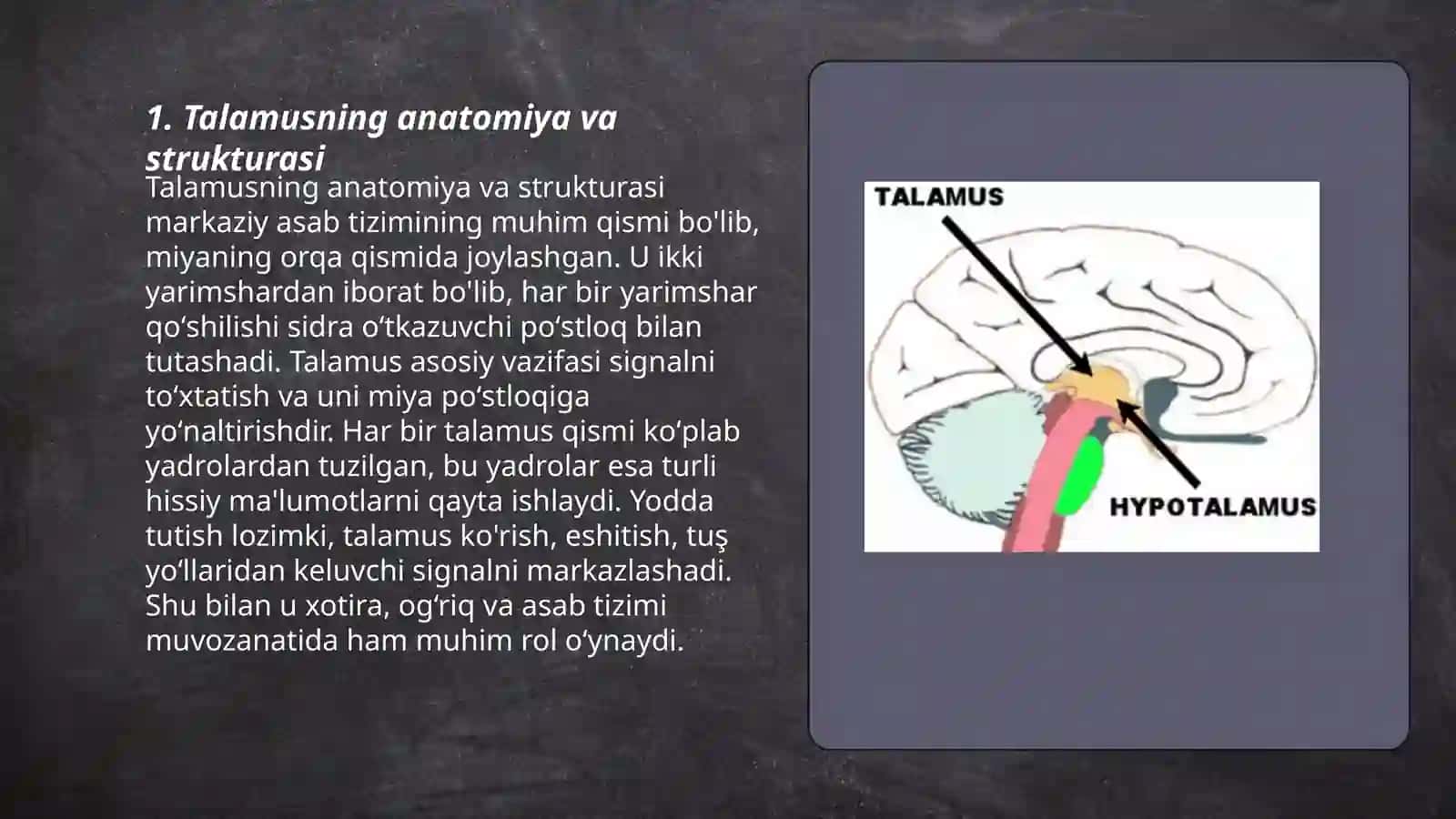 Talamus qismlari va ularning klinik ahamiyati 3