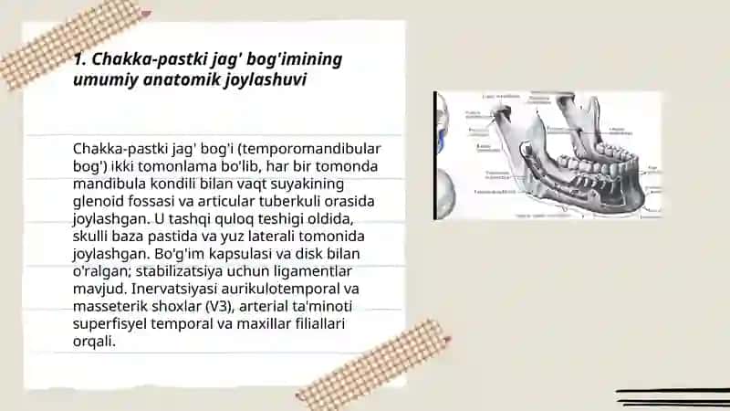 Chakka-pastki jag' bog'imining tuzilishi va xususiyatlari 3