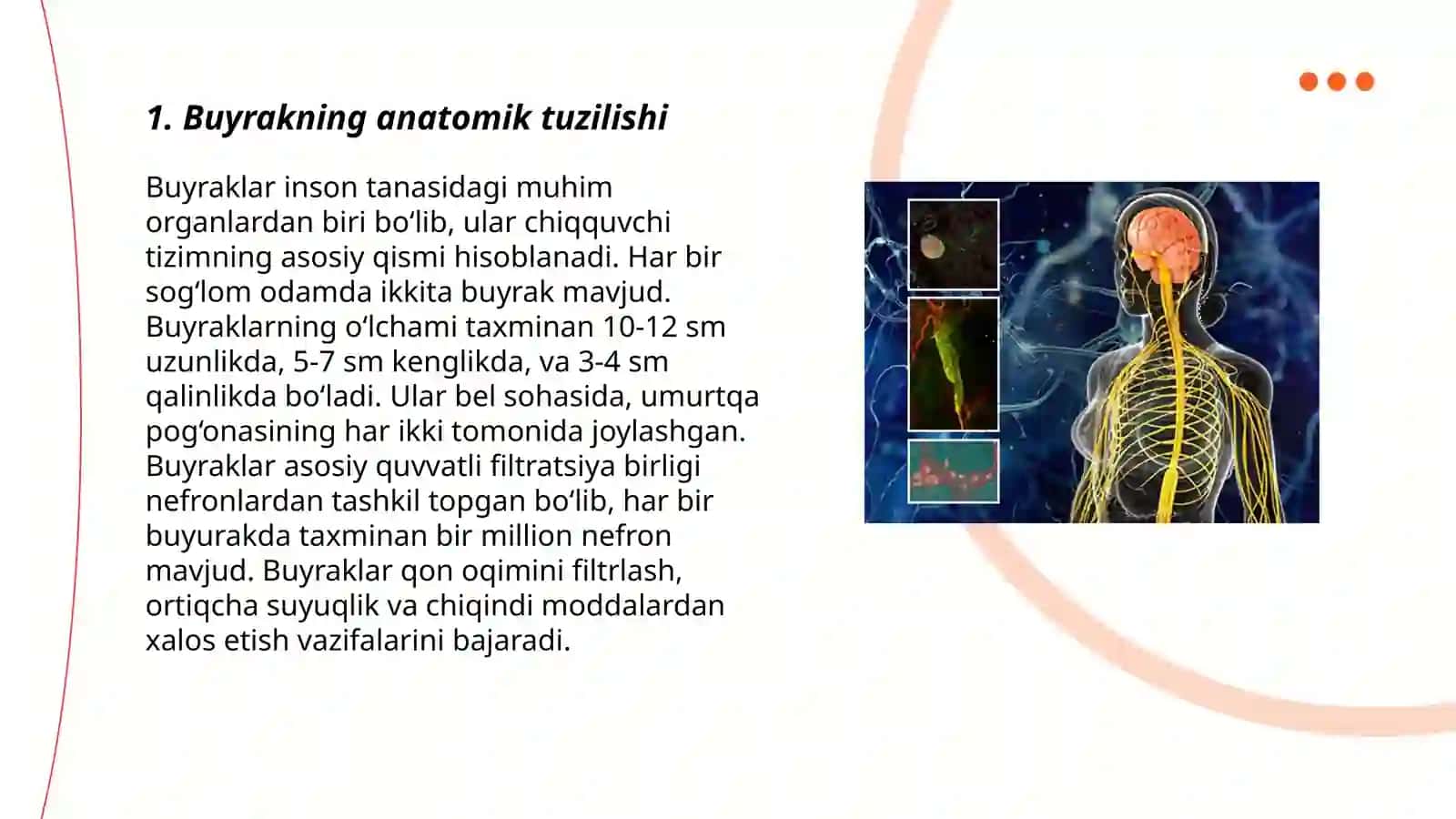 Buyrakning tuzulishi va funksiyasi 3