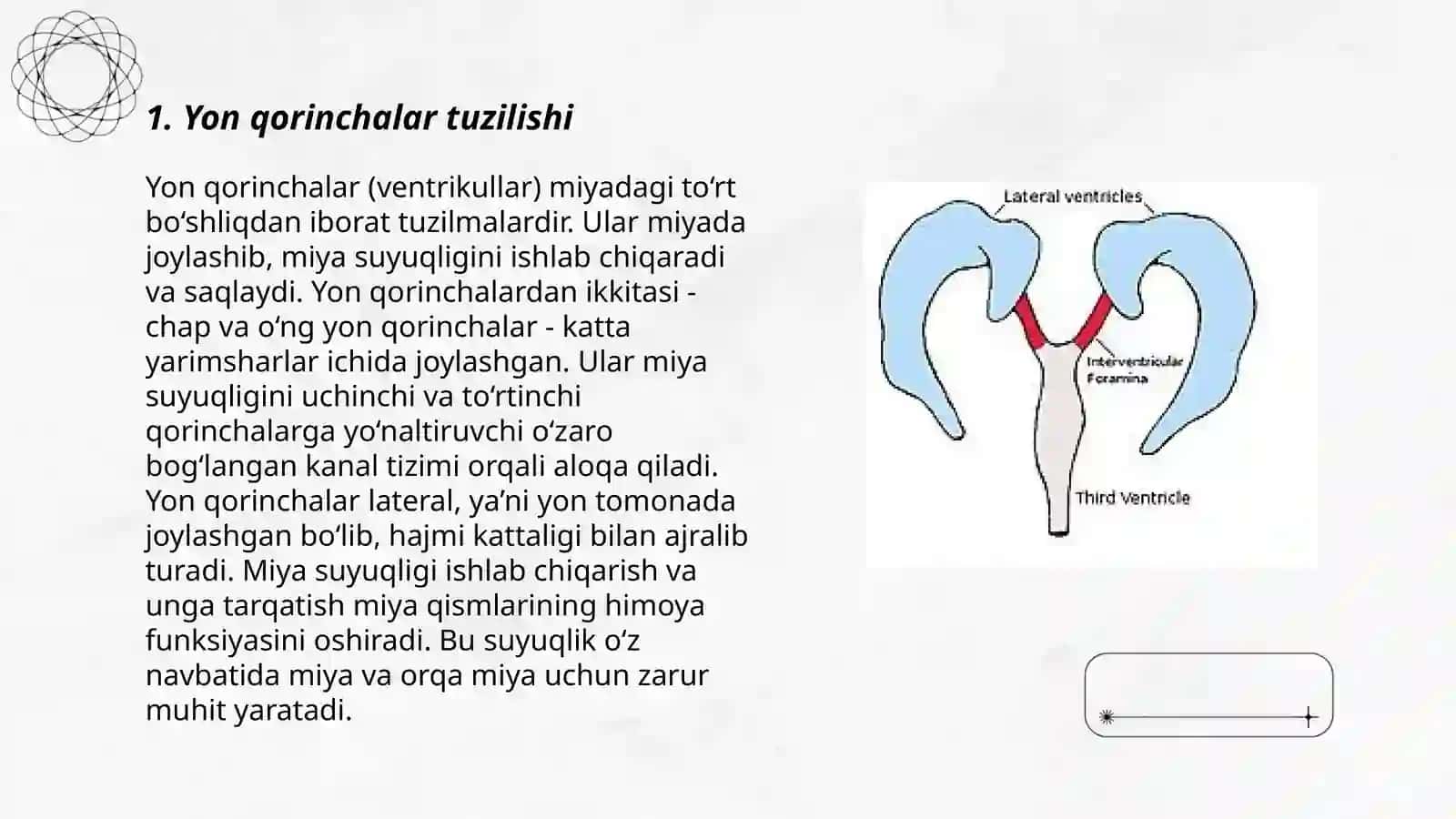 Yon qorinchalarning variant anotomiyasi klinik ahsmiyati 3