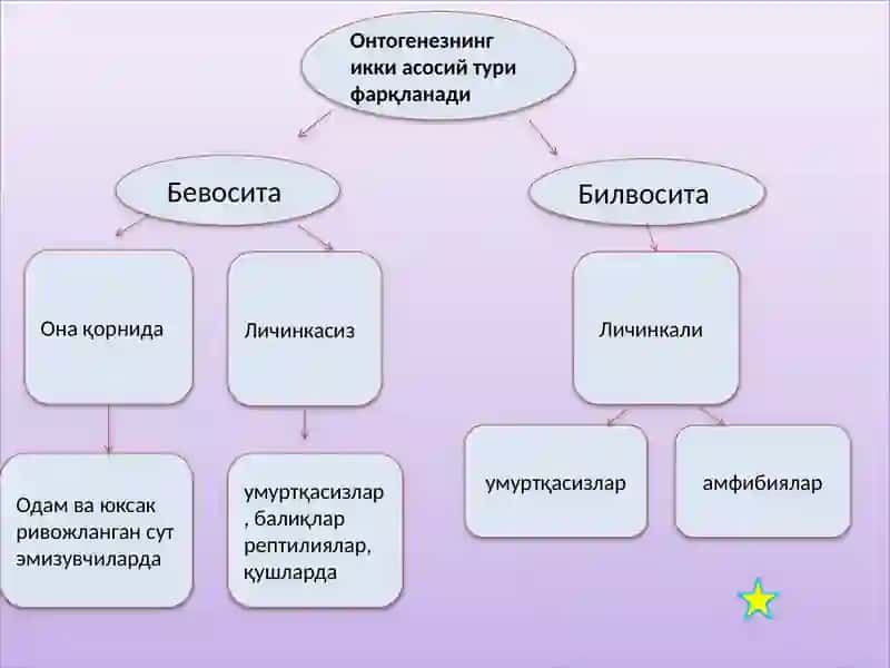 Онтогенез –организмларнингиндивидуалривожланиши. Регенерация, трансплантациявагомеостаз. 3