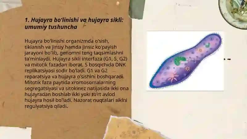 Hujayra boʻlinishining bosqichlari va biologik mohiyati 3