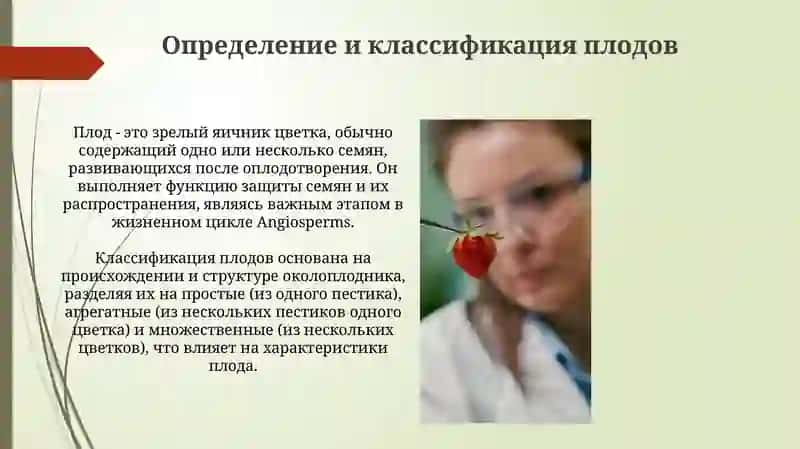 Строение и классификация плодов 3