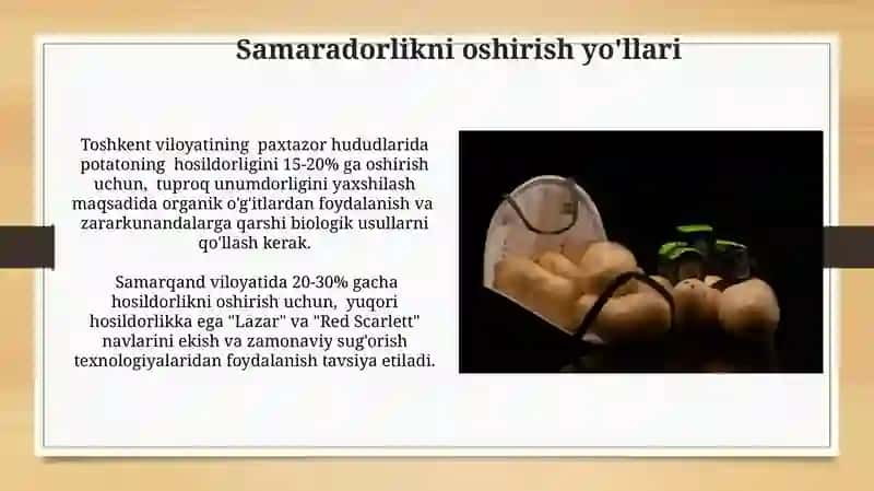 Kartoshka yetishtirish texnologiyasi 3