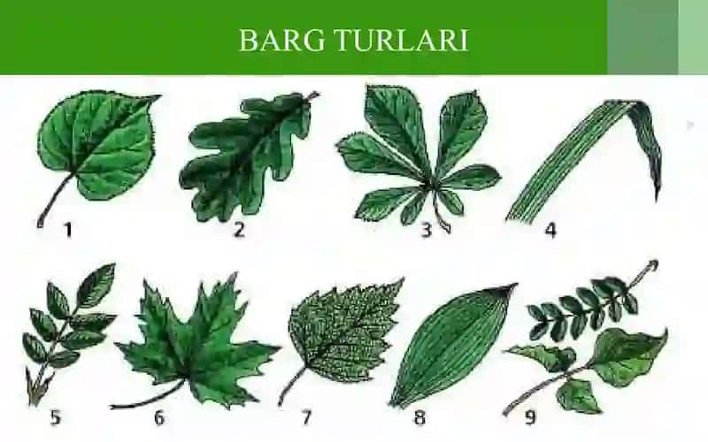 Turliyashashmuhitidagi(kserofit,gidrofit,mezofit)barglariningtuzulishinisolishtirish 3