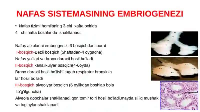 Bolalar Nafas Tizimining Anatomo-Fiziologik Xususiyatlari 3