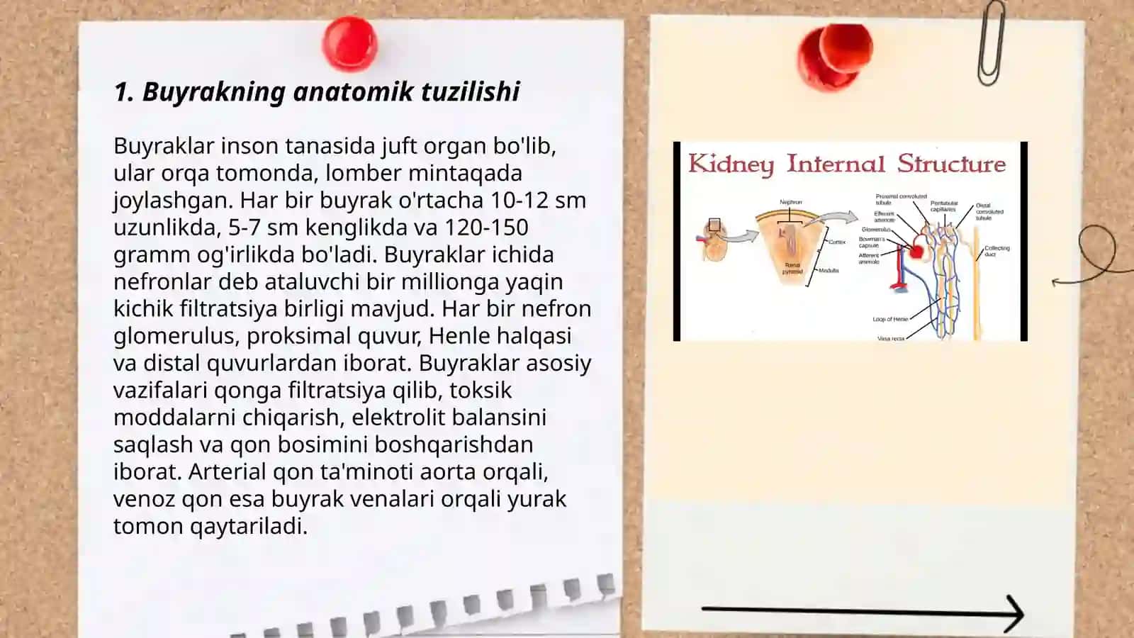 Buyrak tuzilishi va vazifasi.siydik ajralishi 3
