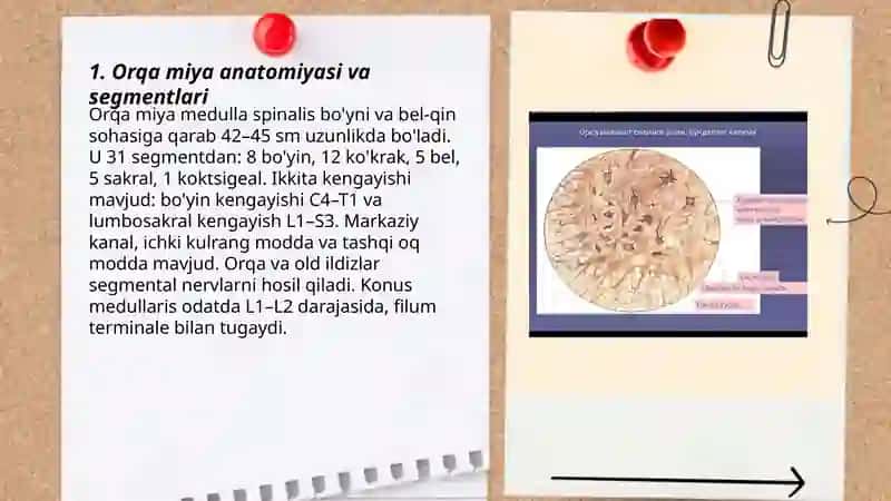 Nerf Tizimi 3