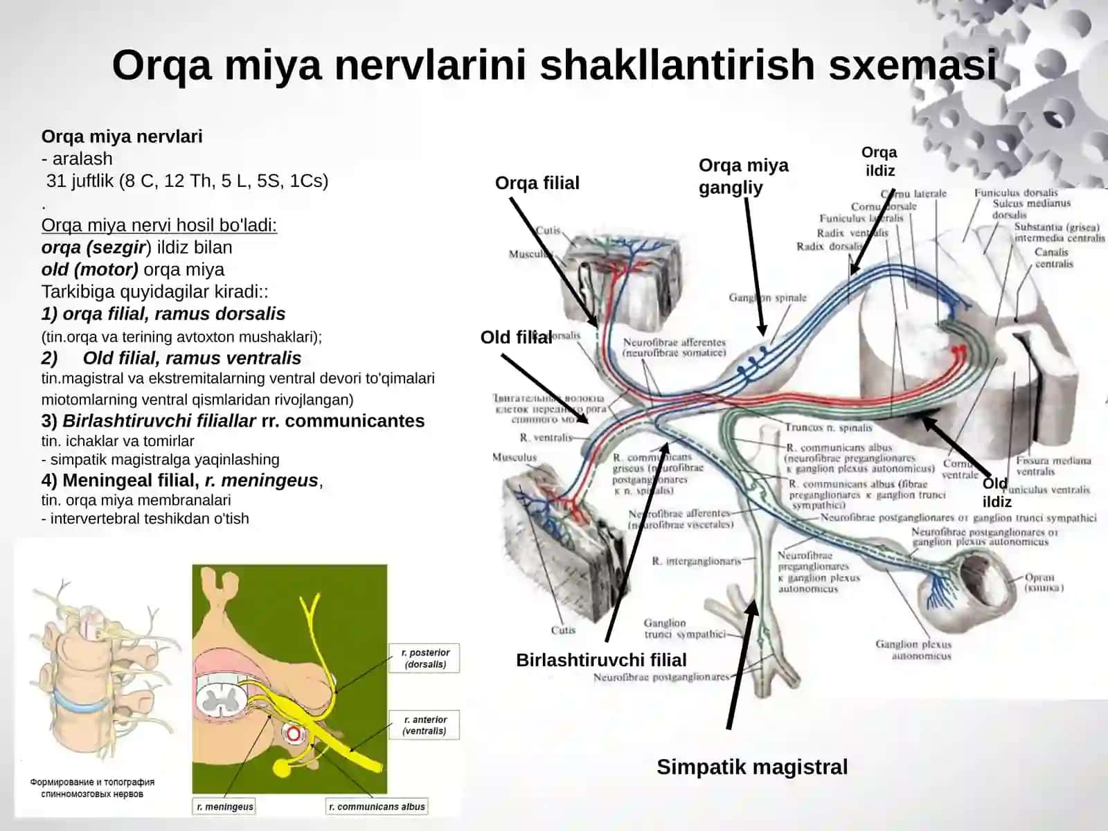 Orqa miya nervlari 3