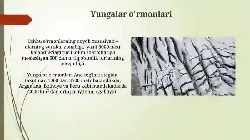 Yungalar o'rmonlari 3
