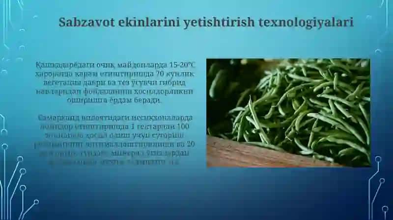 Sabzavot ekinlarini yetishtirish texnologiyalari 3