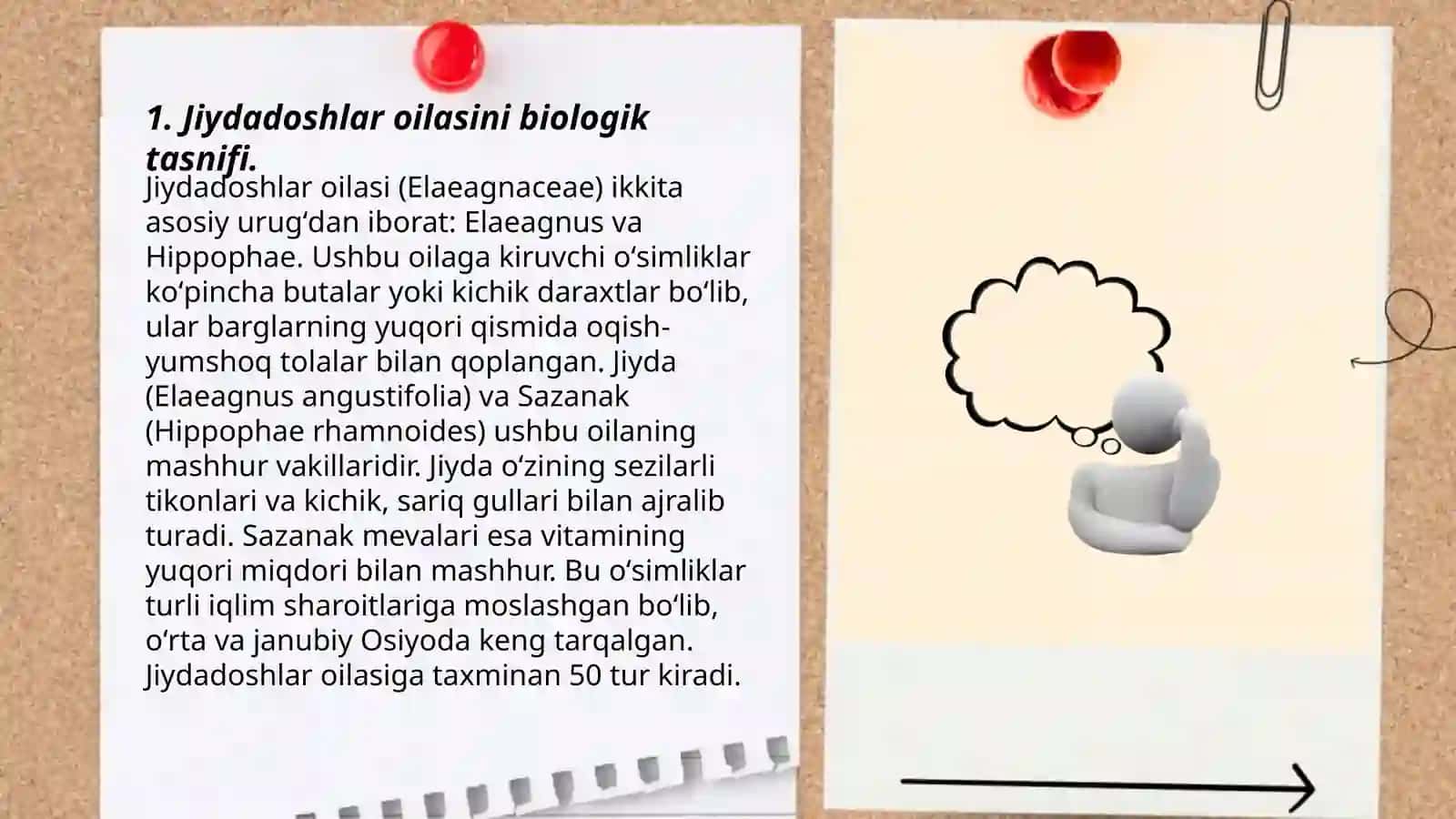 Jiydadoshlar oilasining asosiy turkum va turlari. Tarqalishi va ahamiyati 3
