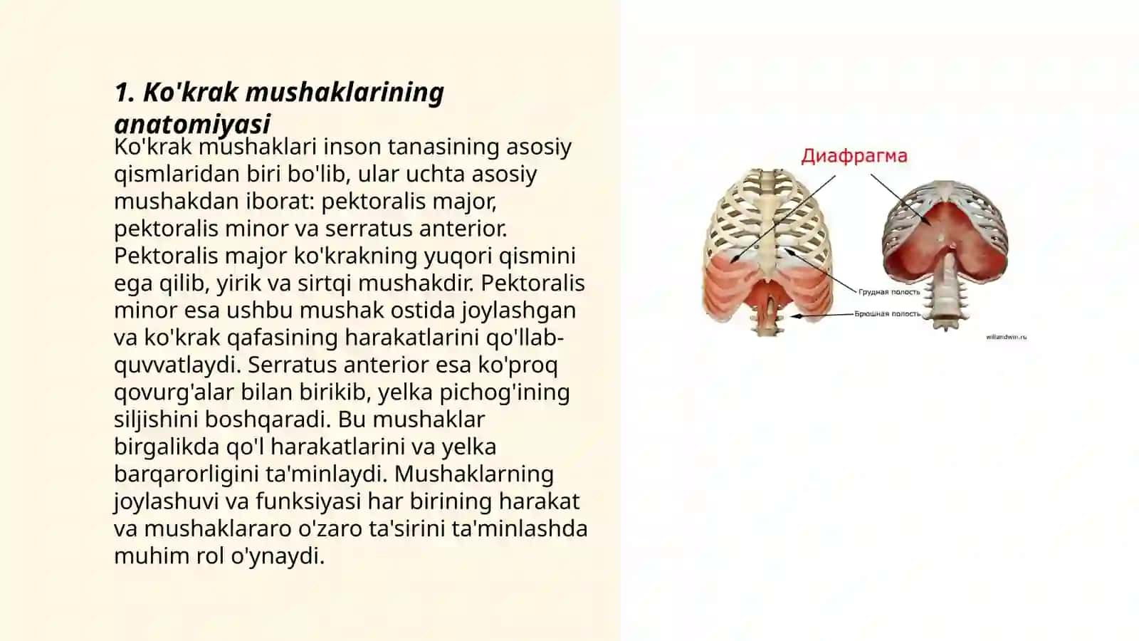 Ko'krak mushaklari va diafragma 3