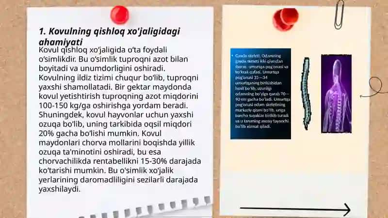 Kovul (cappariso spinosa ) Osimligining qishloq xòjaligida ahamiyati va dorivorlik xussusiyatilari 3