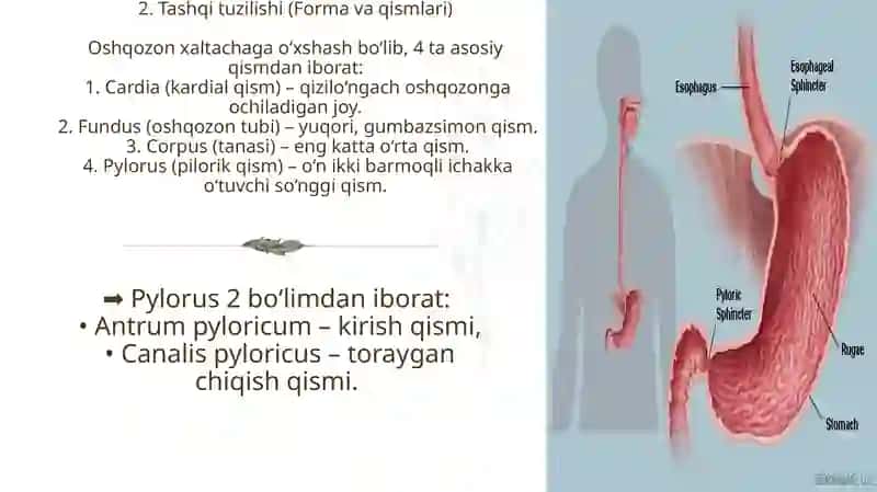 OshqozonAnatomiyasi 3