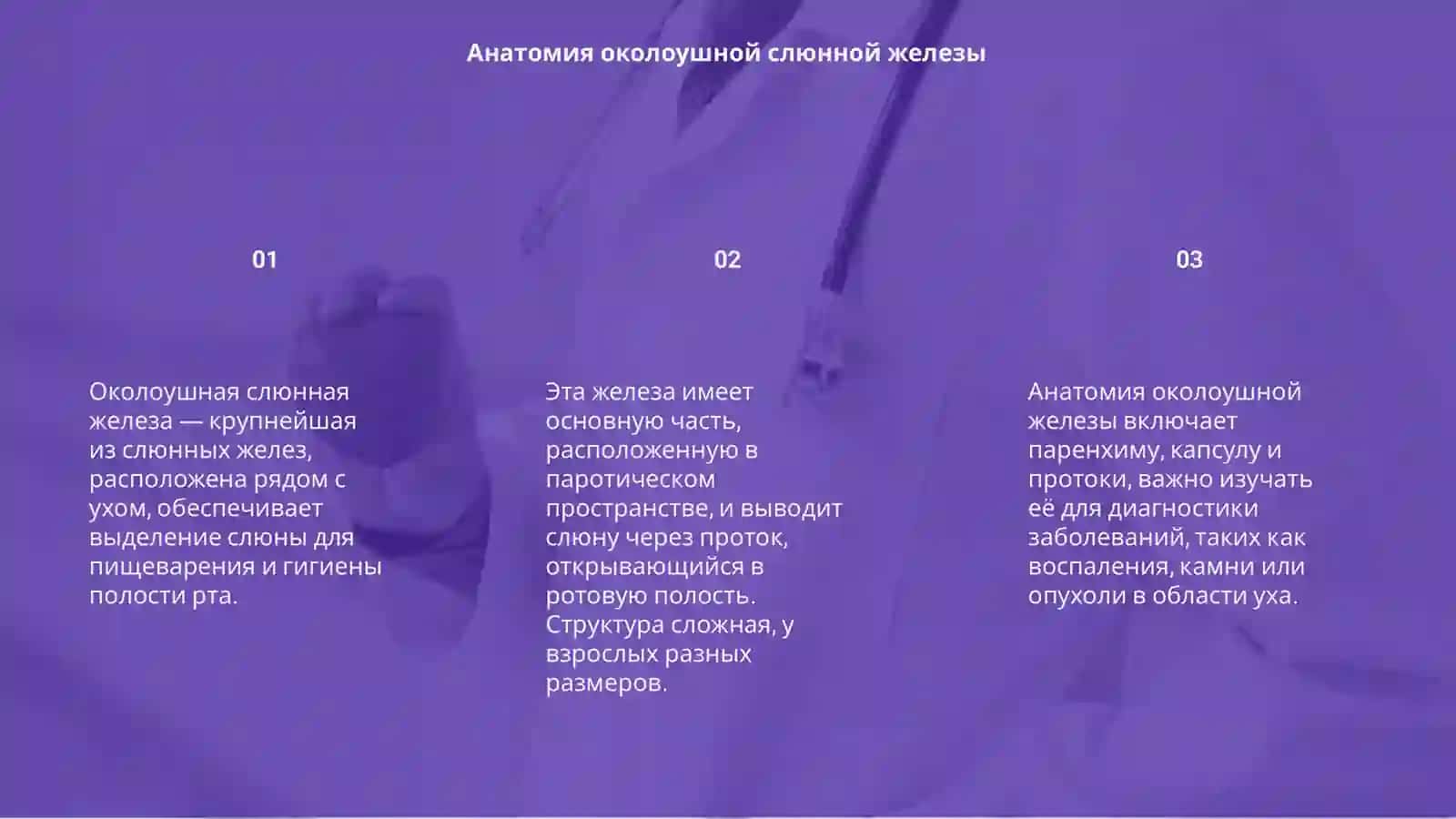 Околоушная слюнная железа 3
