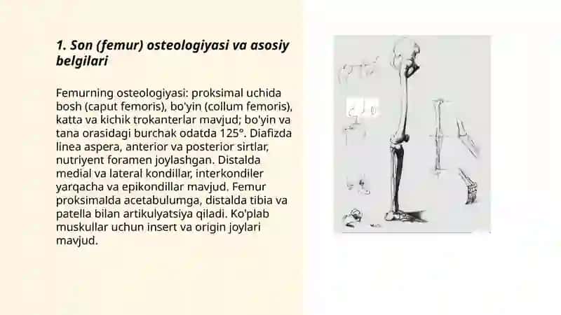 Son (femur) osteologiyasi va asosiy belgilari 3