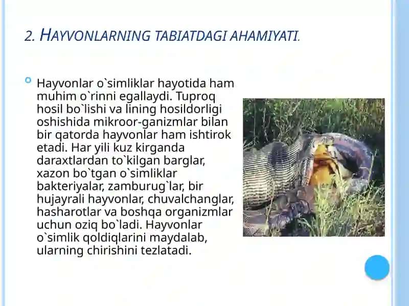 Hayvonotolami 3