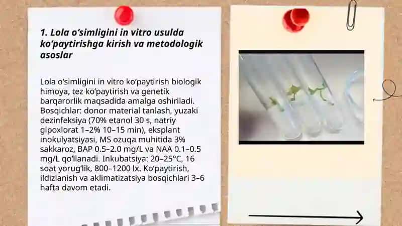 Lola oʻsimligini in vitro usulda koʻpaytirish 3