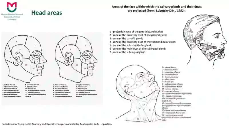 Topographic Anatomy of the Facial Part of the Head 3