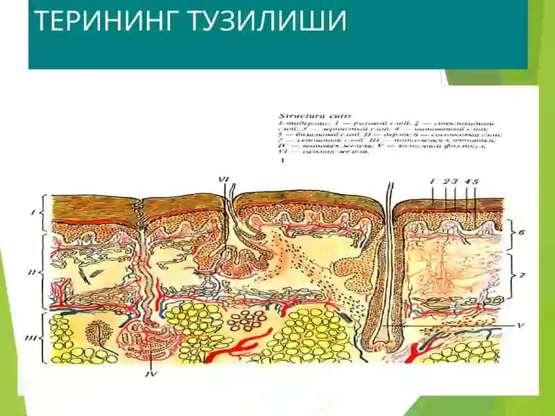 Терининг тузилиши, морфологик элементлари 3
