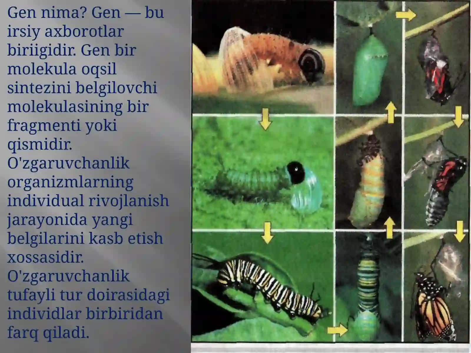 GENETIKA FANI HAQIDA TUSHUNCHA 3
