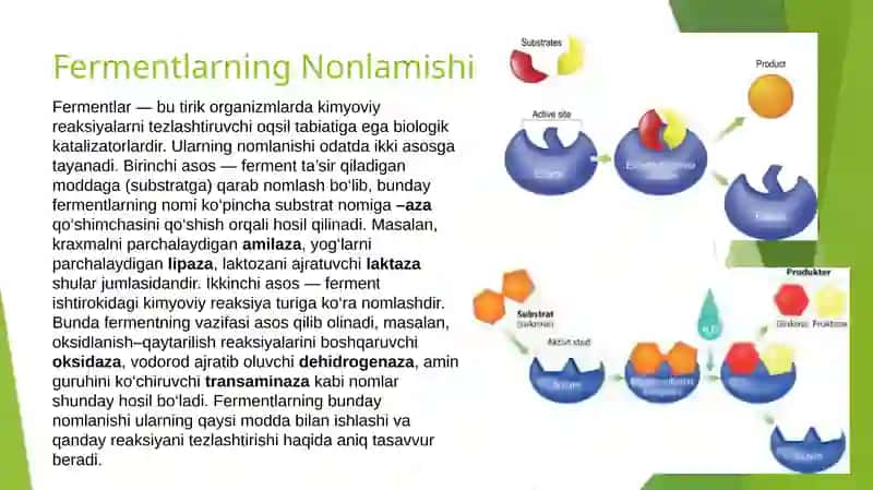 Fermentlar 3