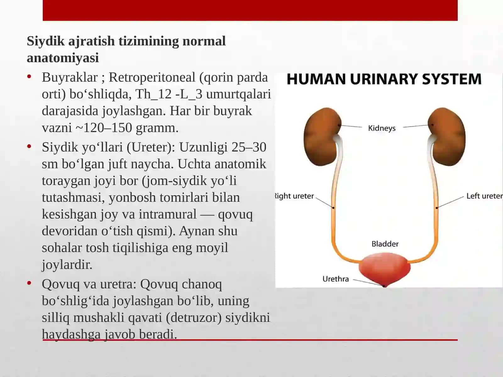 Siydik yo’llari obstruksiyasi 3