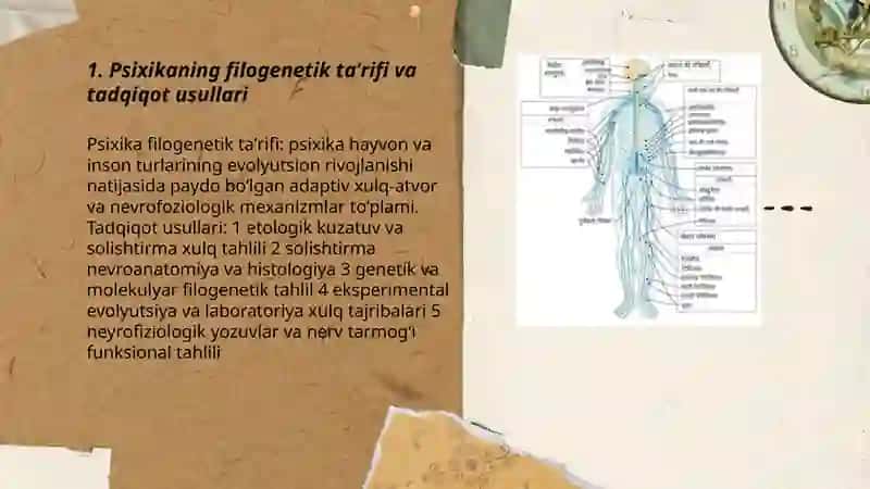 Psixikaning nerv fiziologik asosi 3