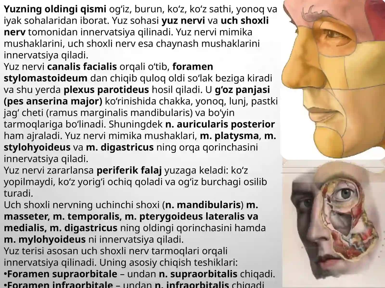 Yuzning oldingi bo‘limi: ko‘z, ko‘z osti va burun sohalari topografik anatomiyasi. Infraorbital anes 3