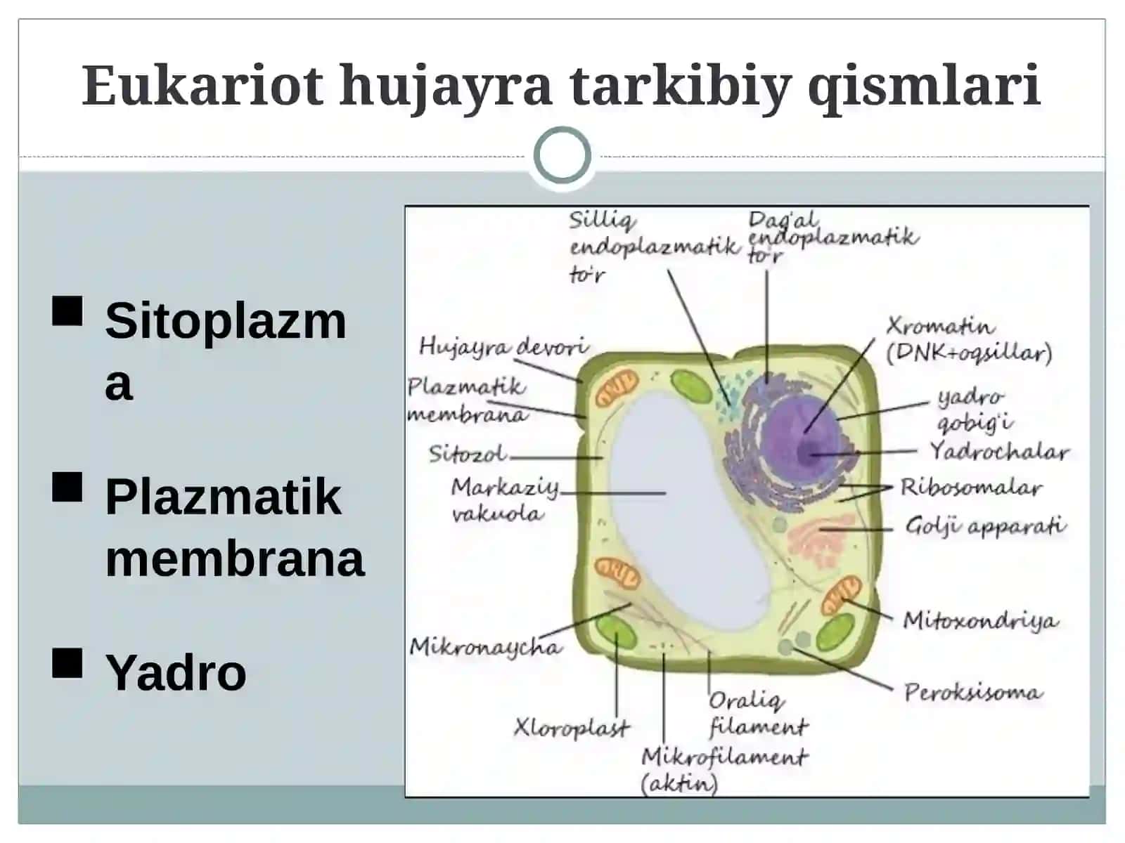Eukariot hujayralarning ultrastukturaviy tuzilishi 3