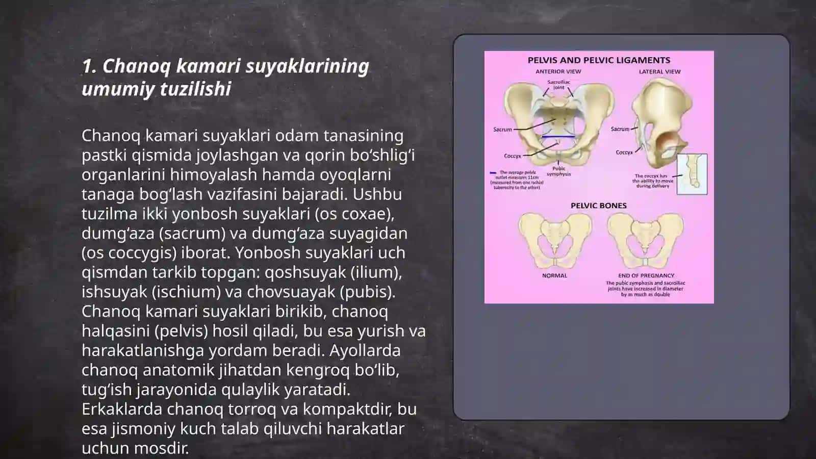 Chanoq kamari va oyoq erkin suyaklari qismi suyaklari 3