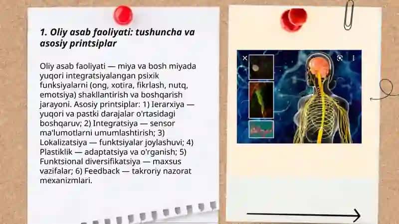 Oliy asab faoliyati 3