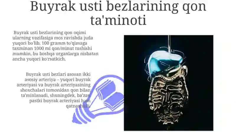 Hayvon organizimida oshqozon osti buyrak usti va jag' osti bezlarining anatomiyasi va topografiyasi 3