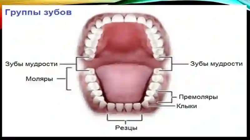 Tishlarning patologik qimirlashini tekshirish 3