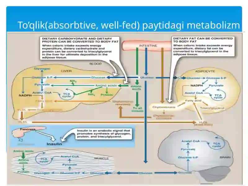 Biochemistry-Biokimyokursi 3