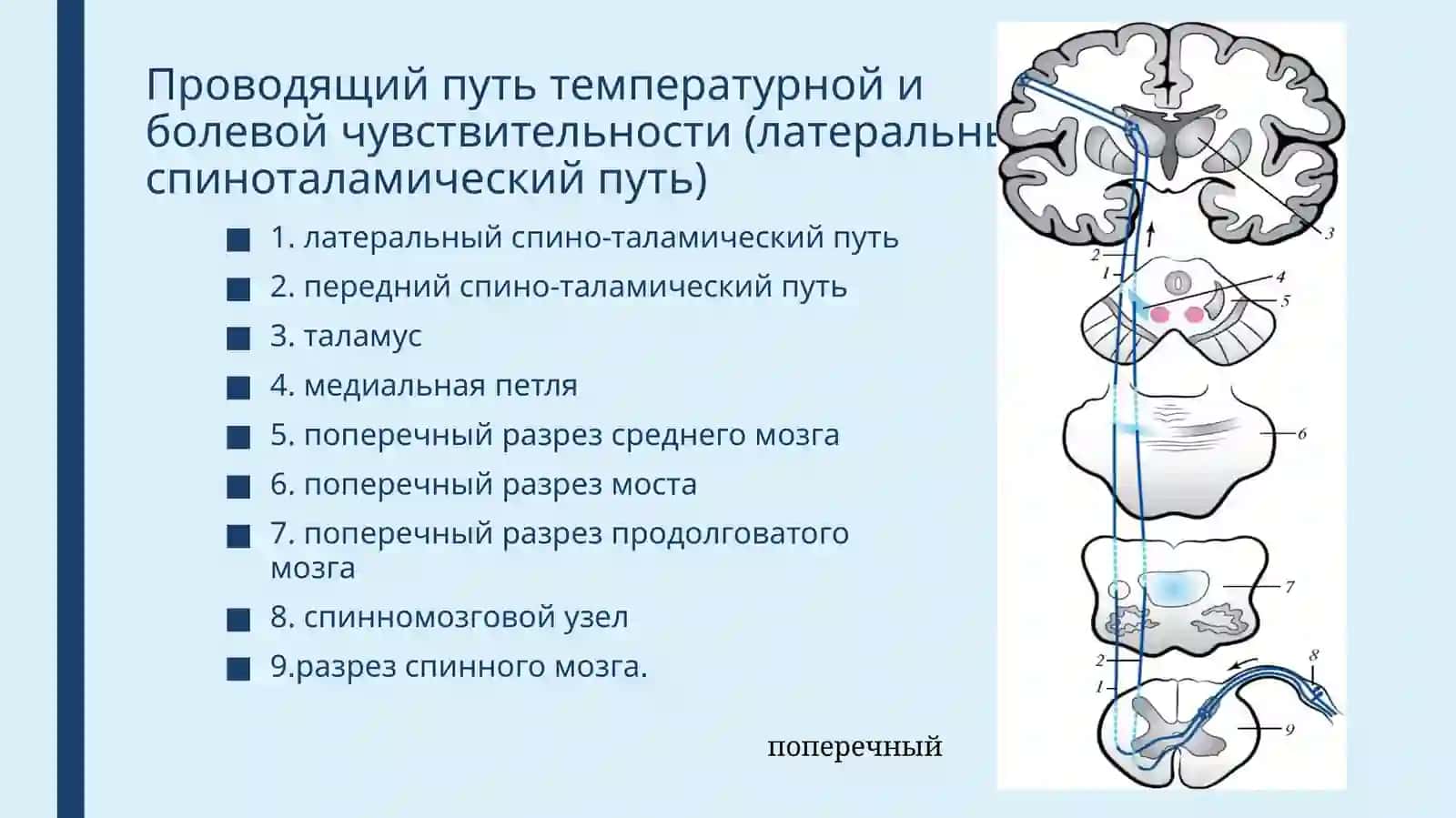 Юз ва бош терисидан оғриқ ва ҳарорат сезгиси 3