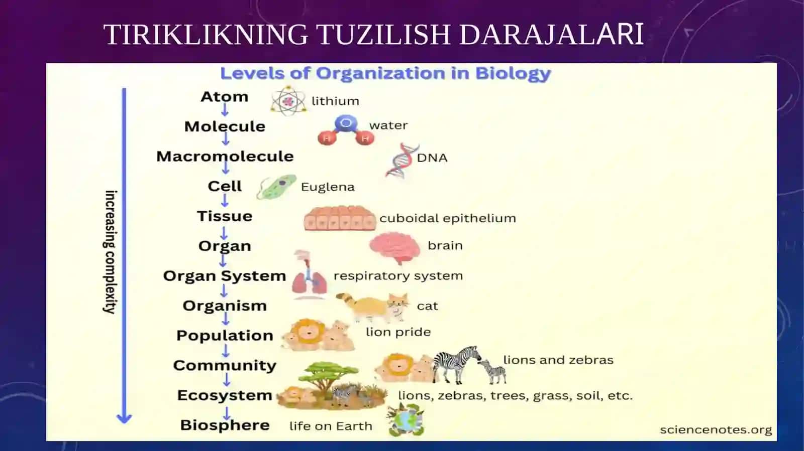 Mikroskopning tuzilishi. Mikroskop bilan ishlashni o'rganish. Vaqtinchalik preparat tayyorlash va unitahlil qilish 3