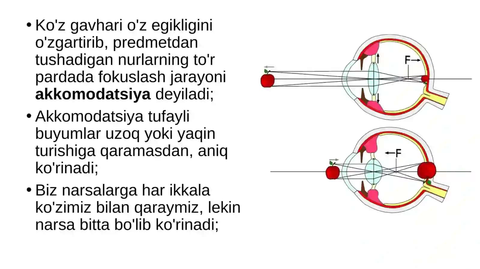Ko'zning funksiyasi 3